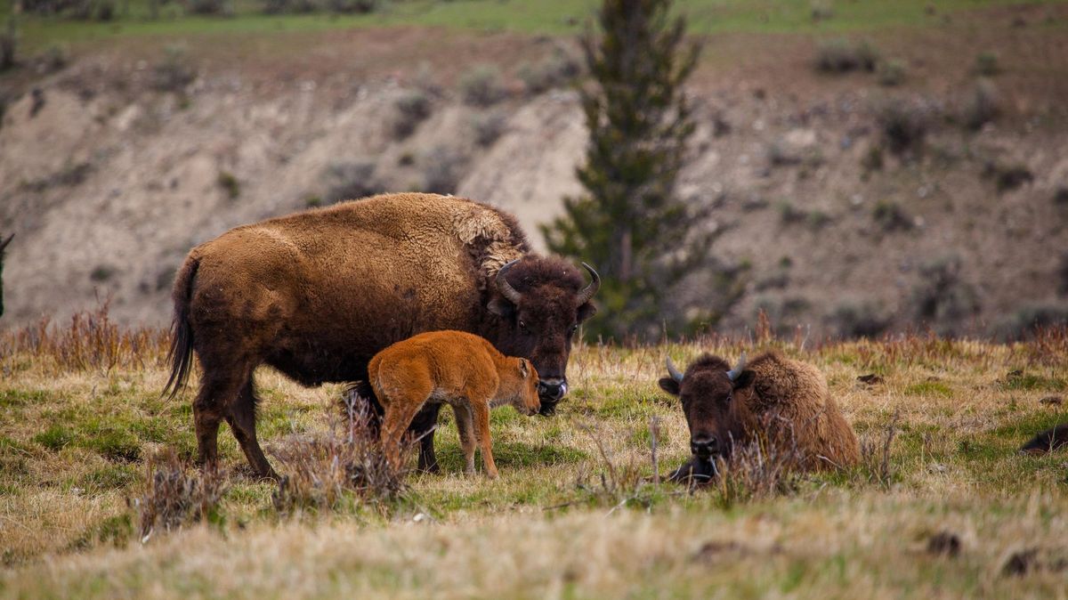 V Yellowstonském parku museli utratit mládě bizona, poté co se ho dotkl turista